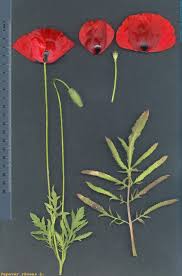 Image result for Papaver rhoeas