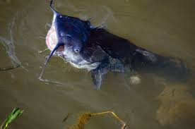 Image result for Ictalurus furcatus