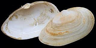 Attēlu rezultāti vaicājumam “Mya arenaria”