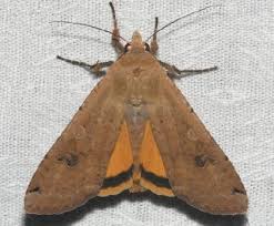 Attēlu rezultāti vaicājumam “Noctua pronuba”