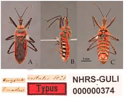 Attēlu rezultāti vaicājumam “Rhynocoris annulatus”