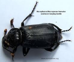 Attēlu rezultāti vaicājumam “Nicrophorus investigator imago”