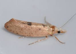 Attēlu rezultāti vaicājumam “Ypsolophidae”