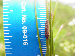 Attēlu rezultāti vaicājumam “Eleocharis uniglumis fruit”