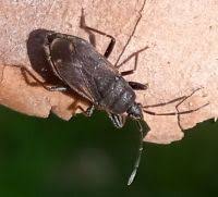 Attēlu rezultāti vaicājumam “Eremocoris plebejus”