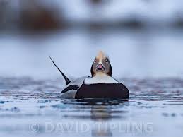 Attēlu rezultāti vaicājumam “Clangula hyemalis male”
