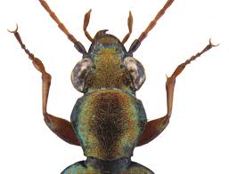 Attēlu rezultāti vaicājumam “Asaphidion pallipes”