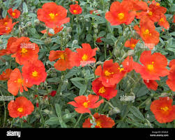 Attēlu rezultāti vaicājumam “Helianthemum x hybridum”