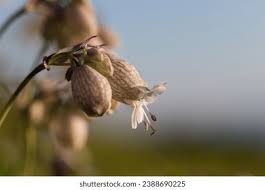 Attēlu rezultāti vaicājumam “Silene viscaria bud”