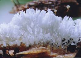 Attēlu rezultāti vaicājumam “Ceratiomyxa morchella macro”