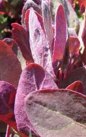 Image result for Atriplex hortensis