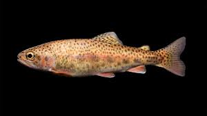 Image result for Oncorhynchus nerka