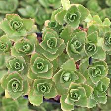 Attēlu rezultāti vaicājumam “Phedimus spurius leaf”