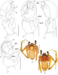 Attēlu rezultāti vaicājumam “Aranei”