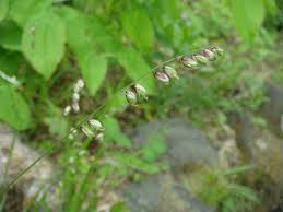 Attēlu rezultāti vaicājumam “Melica nutans flower”