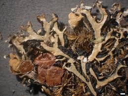 Attēlu rezultāti vaicājumam “Hypogymnia vittata”