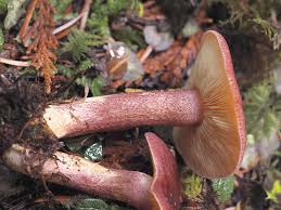 Attēlu rezultāti vaicājumam “Tricholomopsis rutilans”