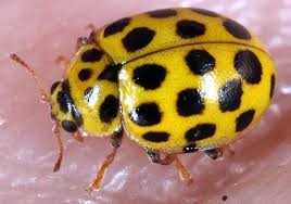 Attēlu rezultāti vaicājumam “Psyllobora vigintiduopunctata”