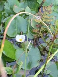 Attēlu rezultāti vaicājumam “Hydrocharis morsus-ranae fruit”