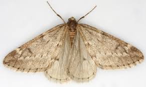 Attēlu rezultāti vaicājumam “Alsophila aescularia”