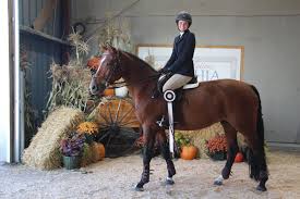 Image result for Shey Copse Riding Centre