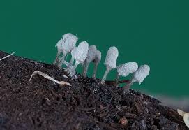 Attēlu rezultāti vaicājumam “Physarum rubiginosum plasmodium”