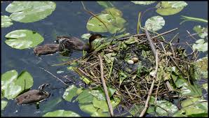 Attēlu rezultāti vaicājumam “Podiceps cristatus nest”