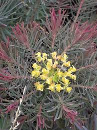 Attēlu rezultāti vaicājumam “Euphorbia cyparissias fruit”