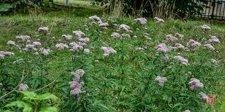 Image result for Eupatorium cannabinum