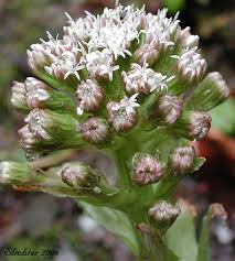Attēlu rezultāti vaicājumam “Petasites spurius flower”