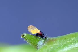 Attēlu rezultāti vaicājumam “Cribraria ferruginea macro”