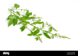 Attēlu rezultāti vaicājumam “Chenopodium polyspermum leaf”
