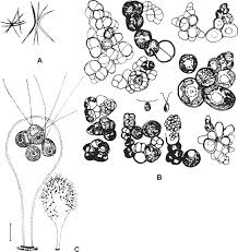 Attēlu rezultāti vaicājumam “Pleurococcus vulgaris”