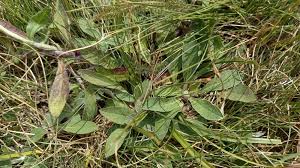 Attēlu rezultāti vaicājumam “Pilosella officinarum bud”