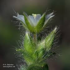 Attēlu rezultāti vaicājumam “Cerastium semidecandrum bud”