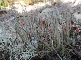 Attēlu rezultāti vaicājumam “Cladonia floerkeana”