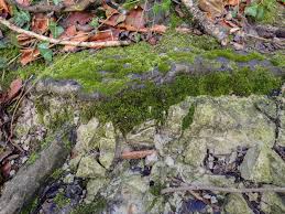 Attēlu rezultāti vaicājumam “Didymodon fallax var. brevifolius”