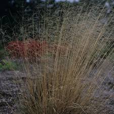 Attēlu rezultāti vaicājumam “Deschampsia cespitosa”