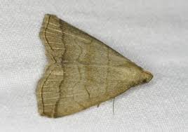 Attēlu rezultāti vaicājumam “Herminia tarsicrinalis”