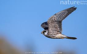 Image result for Falco vespertinus