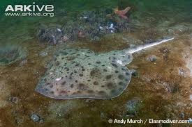 Image result for Leucoraja erinaceus