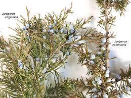 Attēlu rezultāti vaicājumam “Juniperus communis”