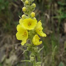 Attēlu rezultāti vaicājumam “Verbascum thapsus fruit”