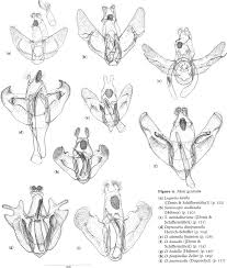 Attēlu rezultāti vaicājumam “Semioscopis avellanella”