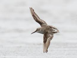 Attēlu rezultāti vaicājumam “Calidris falcinellus adult”