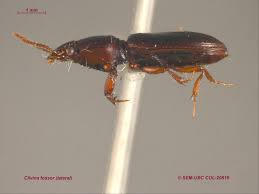 Attēlu rezultāti vaicājumam “Clivina fossor”