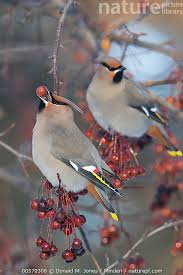 Attēlu rezultāti vaicājumam “Bombycilla garrulus adult”