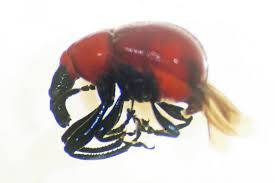 Attēlu rezultāti vaicājumam “Galerucella nymphaeae pupa”