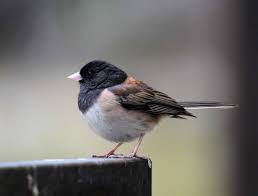 Image result for Junco hyemalis
