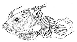 Image result for Lophius americanus